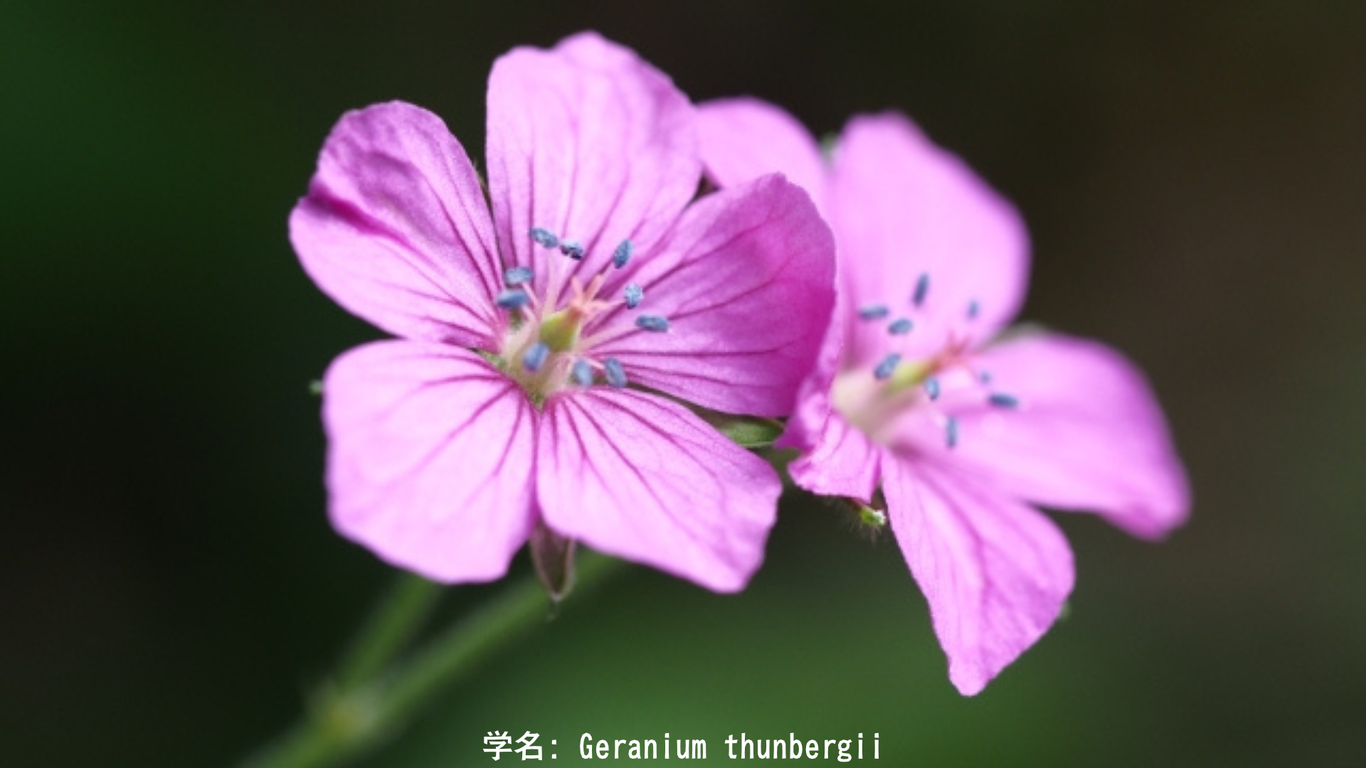 少彦名命と粟 — 小さき神と古代の黄金の穀物　アイキャッチ