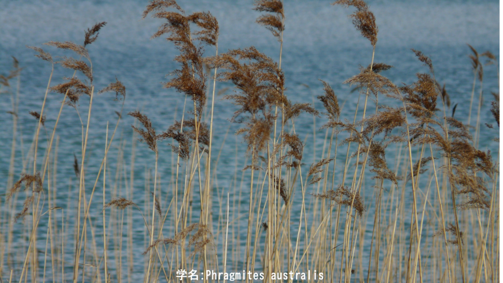 Phragmites australis