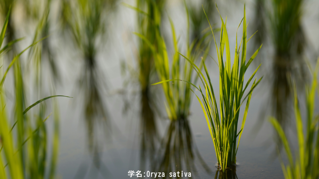 Oryza sativa
