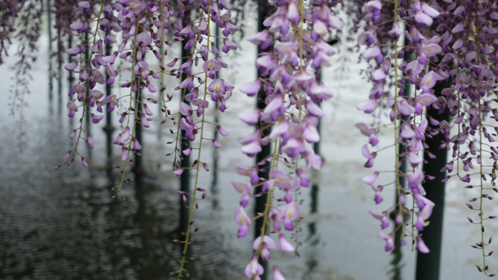 天児屋命の藤と榊──「静」と「持続」