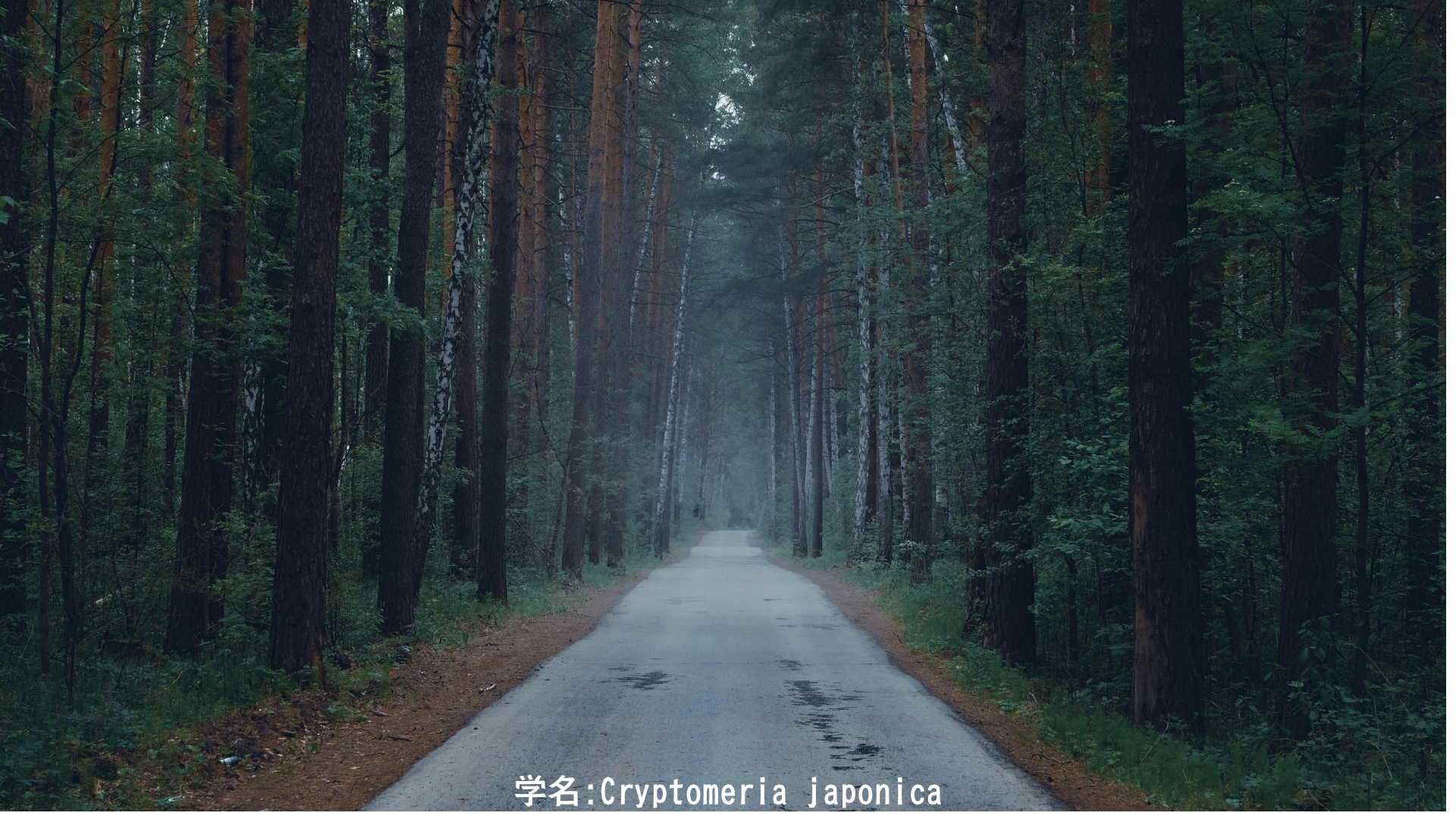 【日本神話】猿田彦神と杉 — 道を照らす神と天を指す樹　アイキャッチ