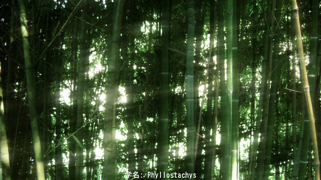 竹──真っすぐに天を指す植物
