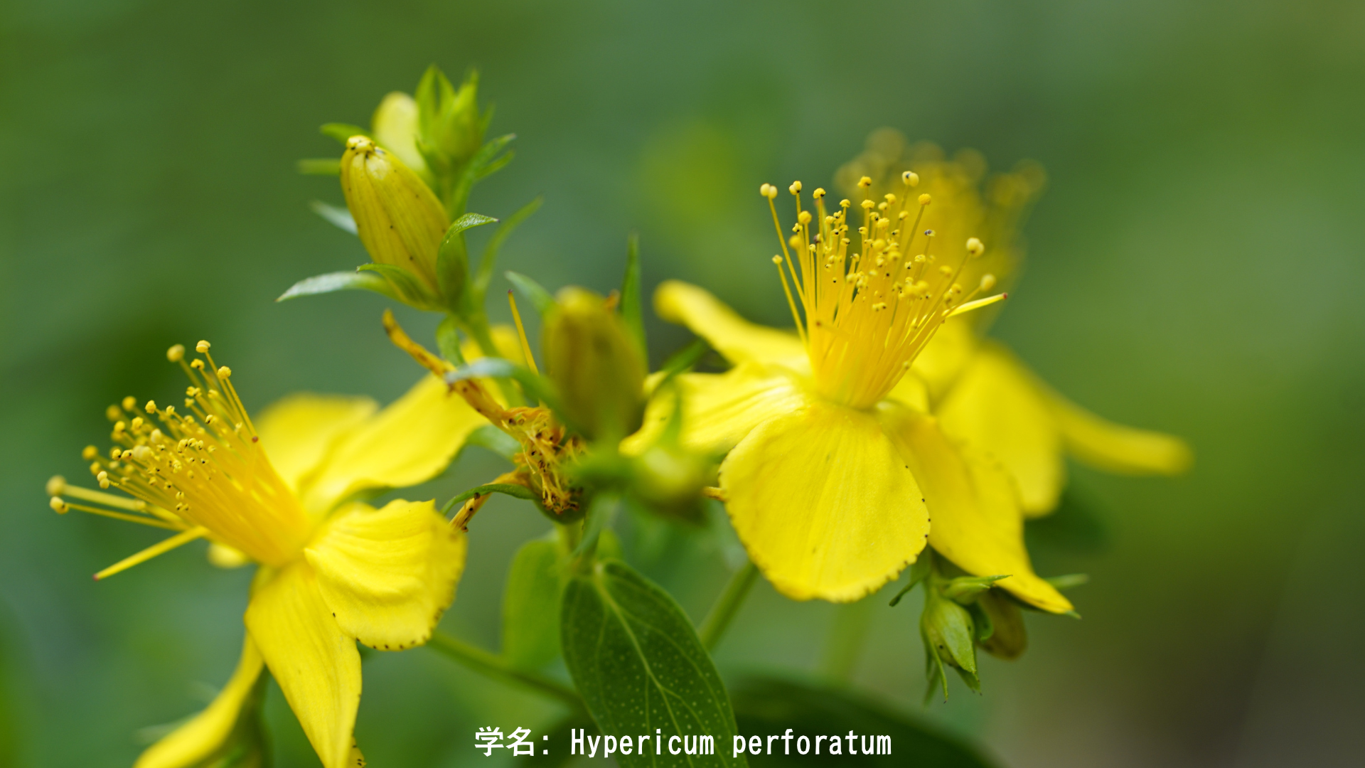 【ケルト神話】ベルテーンの火と薬草 — 夏の始まりを告げる聖なる植物たち　アイキャッチ