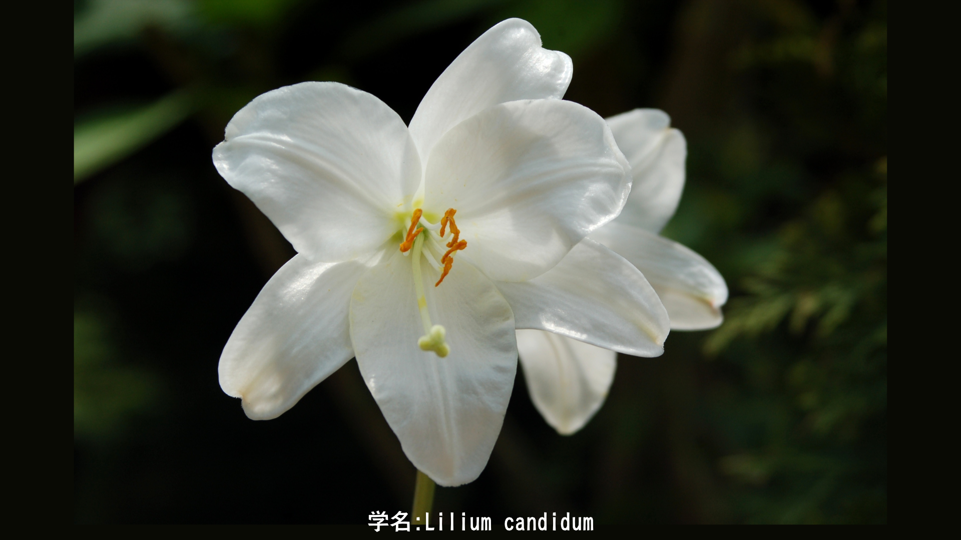 ユリ（百合）｜天の川が落とした花——女神の乳、聖母の純潔、恋の川の記憶　アイキャッチ