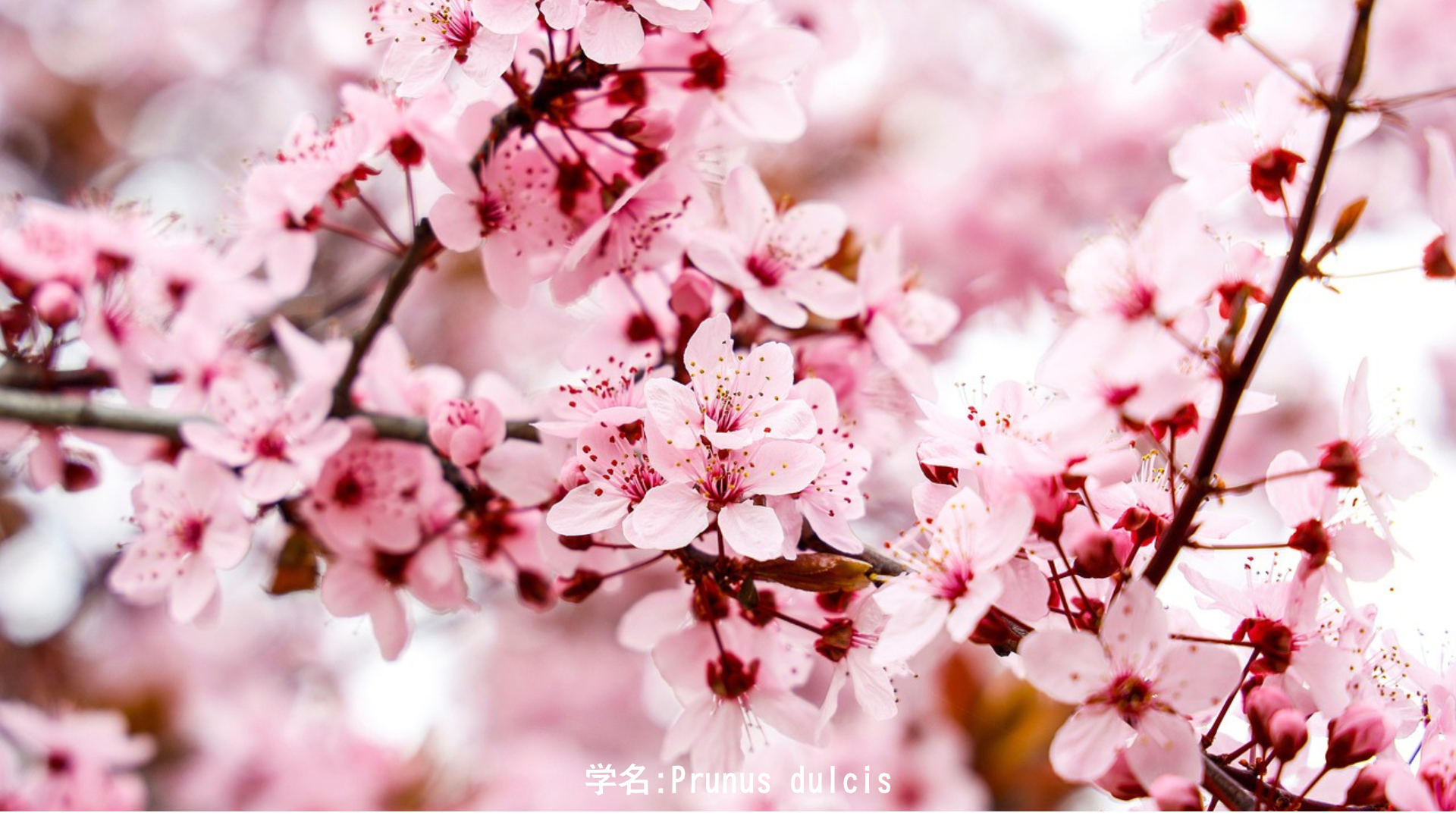アーモンド（扁桃）｜冬の終わりに最初に咲く花——平和の象徴② アイキャッチ
