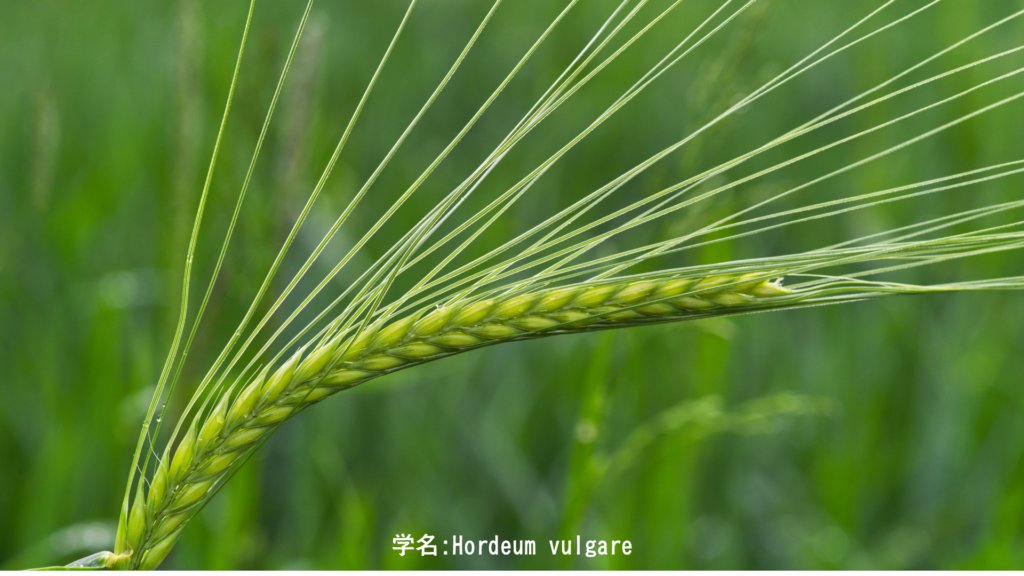 大麦（Hordeum vulgare）フレイの聖なる穀物・北欧神話