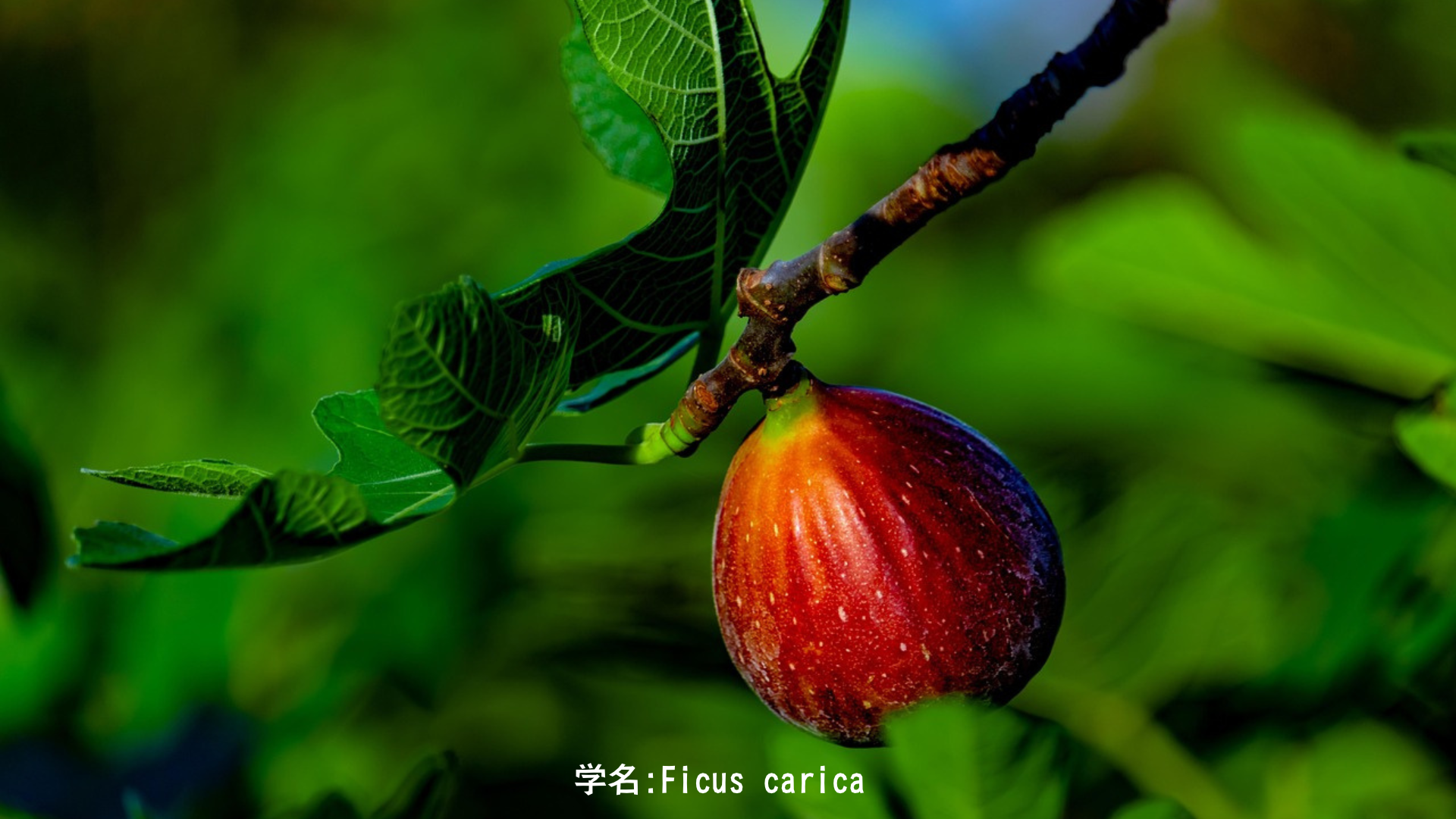 イチジク｜菩提樹から人類最古の栽培植物まで——心臓の形をした葉の記憶　アイキャッチ