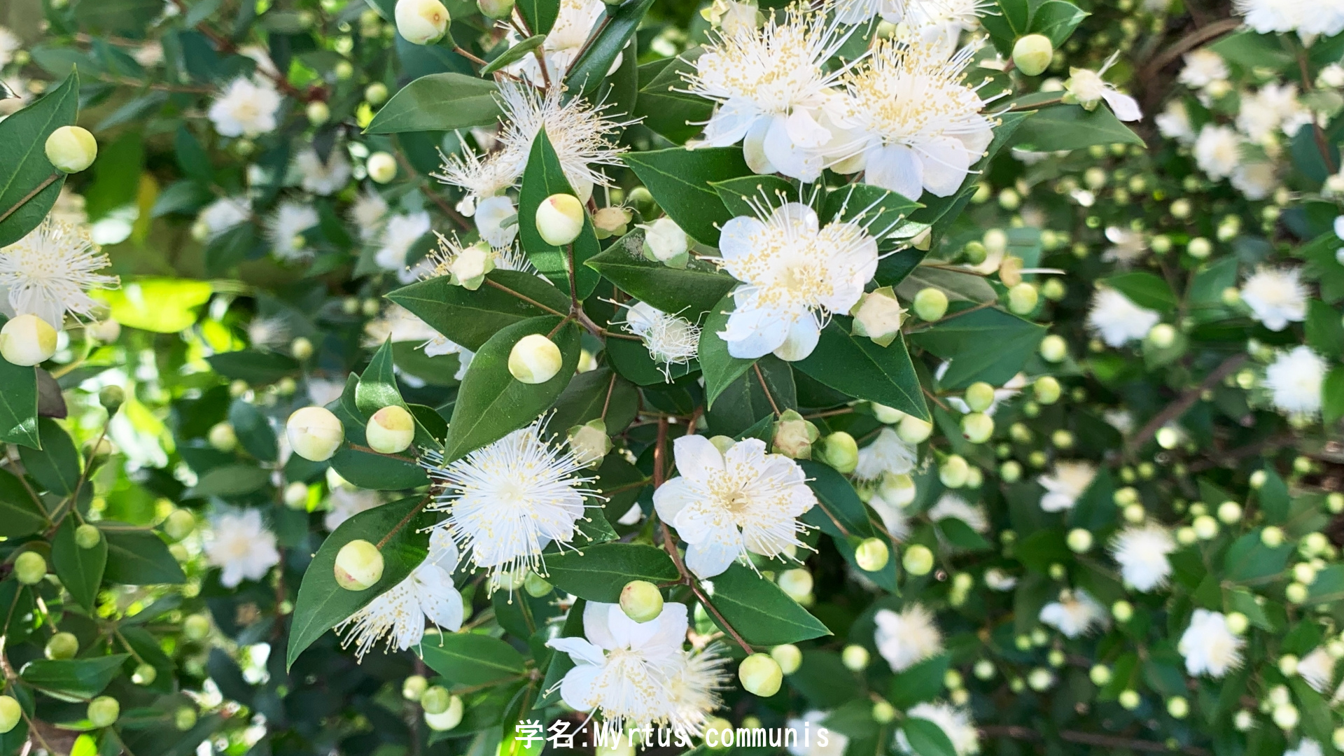 ミルトス（銀梅花）｜血を流さぬ勝利の冠——平和の象徴をめぐる植物の記憶　アイキャッチ