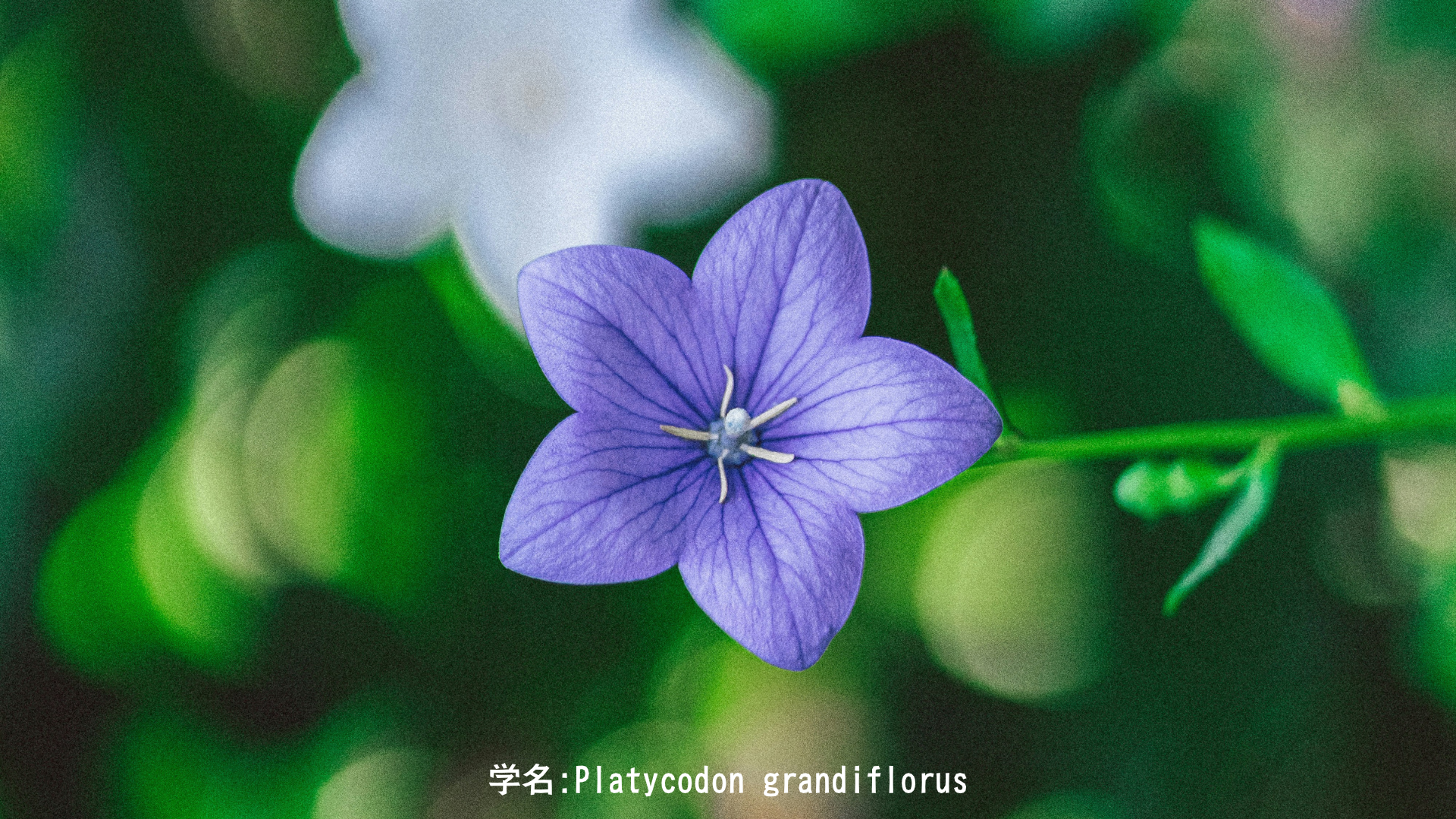 キキョウ（桔梗）｜星に願いを届ける花——朝顔と呼ばれた秋の七草、水色の武将紋、土星の記憶　アイキャッチ