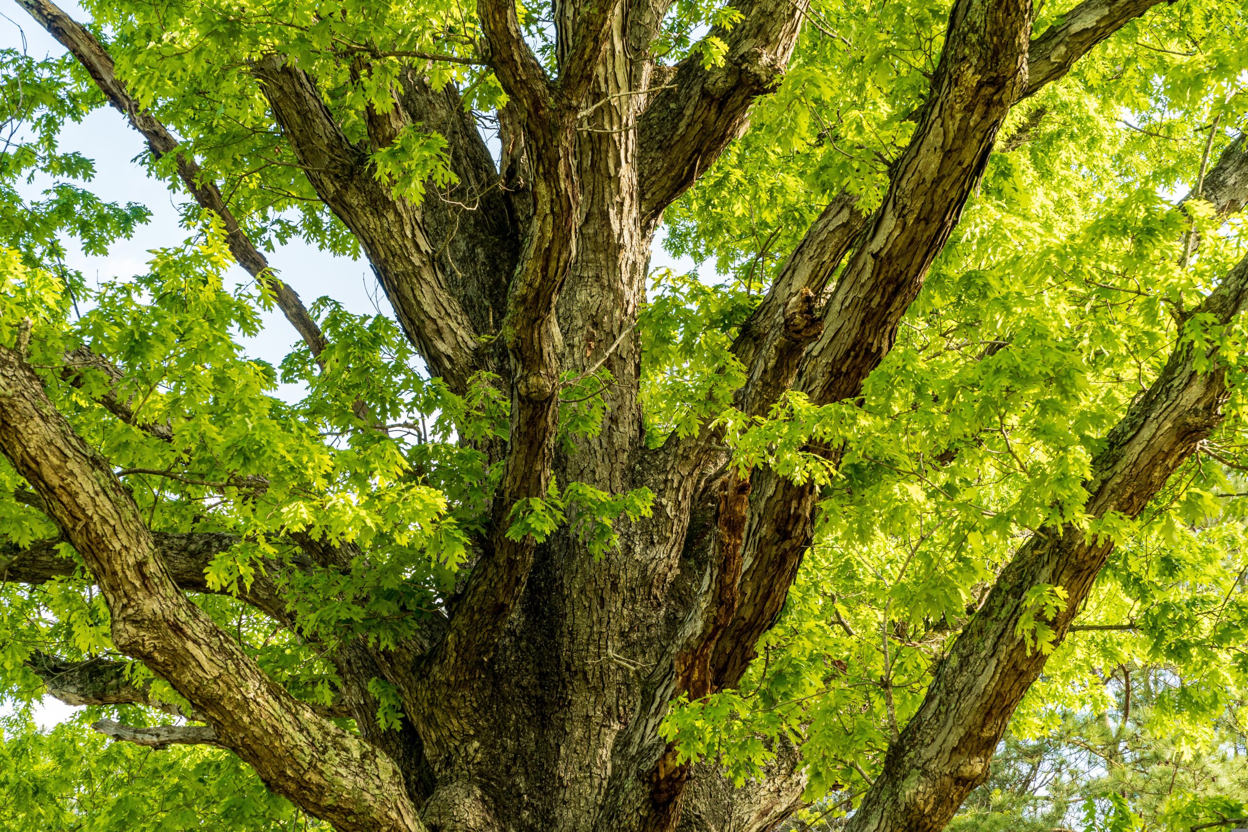 オーク（樫）の神話と植物の記憶——ゼウスの聖木から木星の植物へ